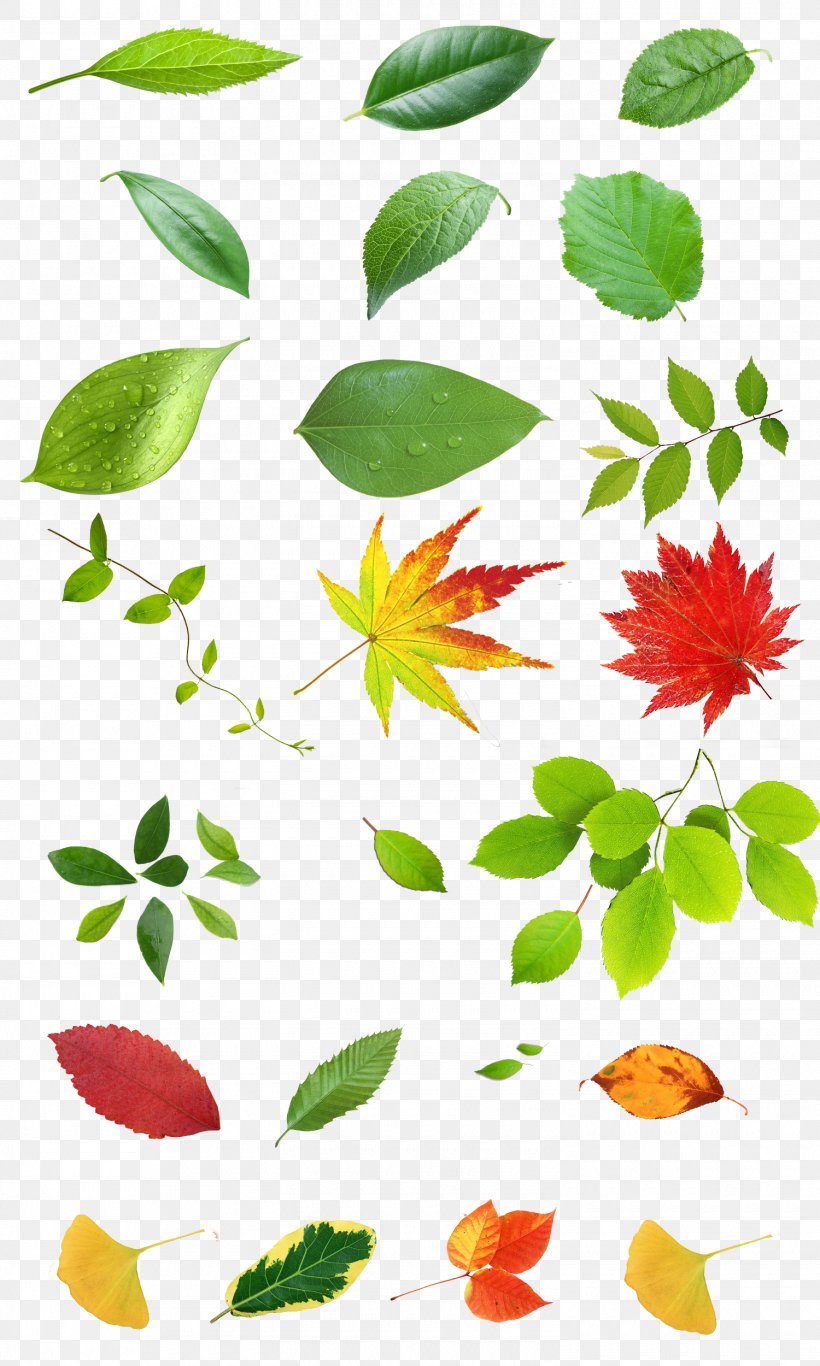 Petal Plant Stem Illustration, PNG, 1500x2500px, Petal, Book, Branch, Flora, Flower Download Free