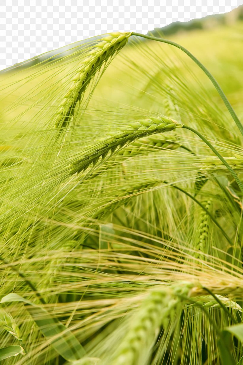Wheat Crop High-definition Television Barley Wallpaper, PNG, 1024x1536px, Wheat, Agriculture, Barley, Cereal, Close Up Download Free