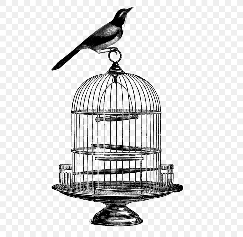 Birdcage Clip Art, PNG, 513x800px, Birdcage, Beak, Bird, Black And White, Cage Download Free