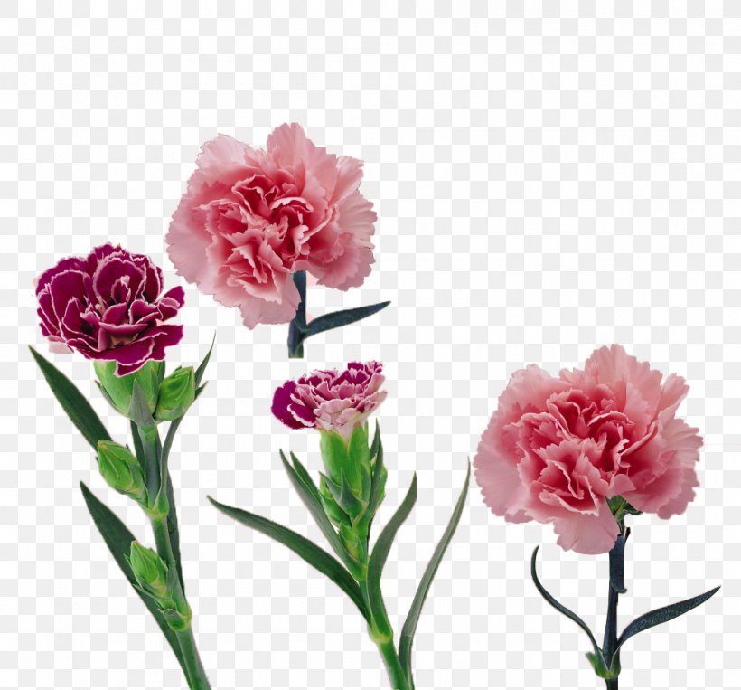Carnation Flower Mother's Day, PNG, 1001x932px, Carnation, Artificial Flower, Cut Flowers, Dianthus, Floral Design Download Free