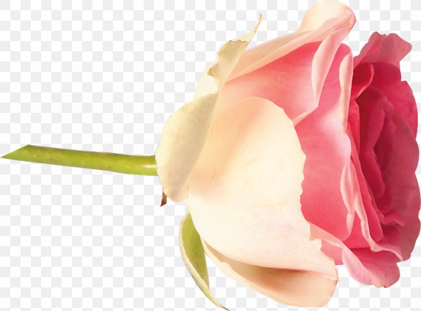 Garden Roses Centifolia Roses Cut Flowers Petal Bud, PNG, 1200x888px, Garden Roses, Bud, Centifolia Roses, Close Up, Cut Flowers Download Free