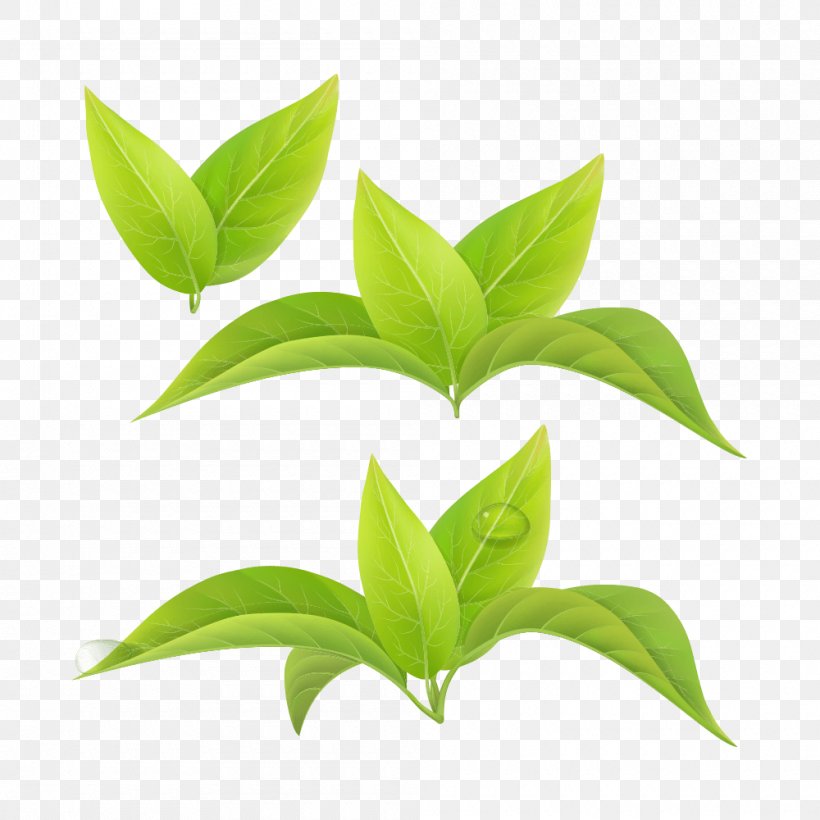 Green Tea Leaf White Tea Matcha, PNG, 1000x1000px, Green Tea, Creative Market, Leaf, Matcha, Plant Download Free