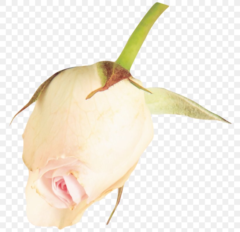 Rose Family Plant Stem Bud, PNG, 800x793px, Rose Family, Bud, Flower, Flowering Plant, Petal Download Free