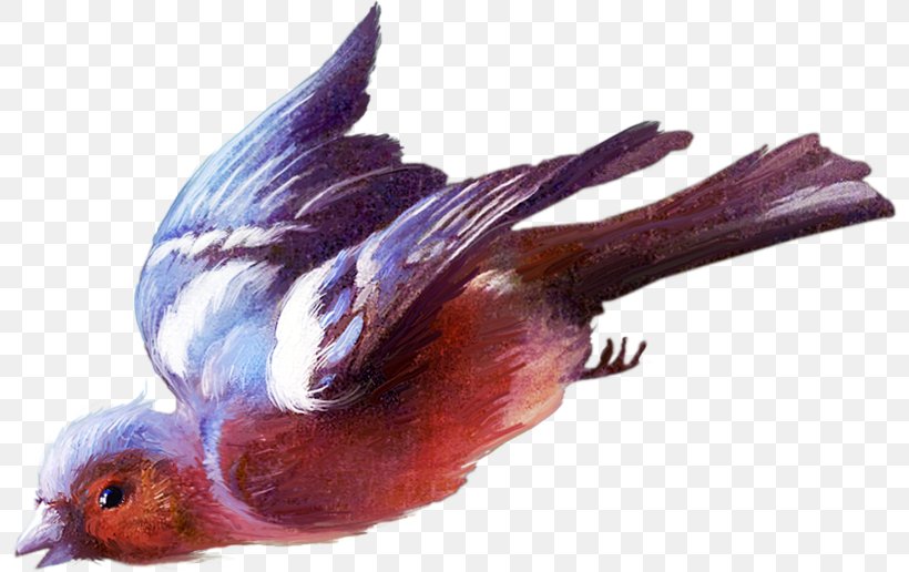 Bird Beak Animal Feather, PNG, 800x516px, Bird, Animal, Beak, Copyright, Fauna Download Free