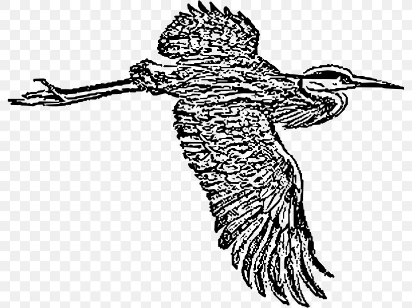 Great Blue Heron Bird Line Art Drawing, PNG, 789x613px, Heron, Arm, Art, Artwork, Beak Download Free