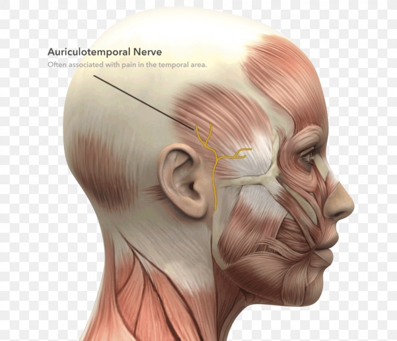 Facial Muscles Face Anatomy Facial Nerve, PNG, 1024x879px, Watercolor, Cartoon, Flower, Frame, Heart Download Free