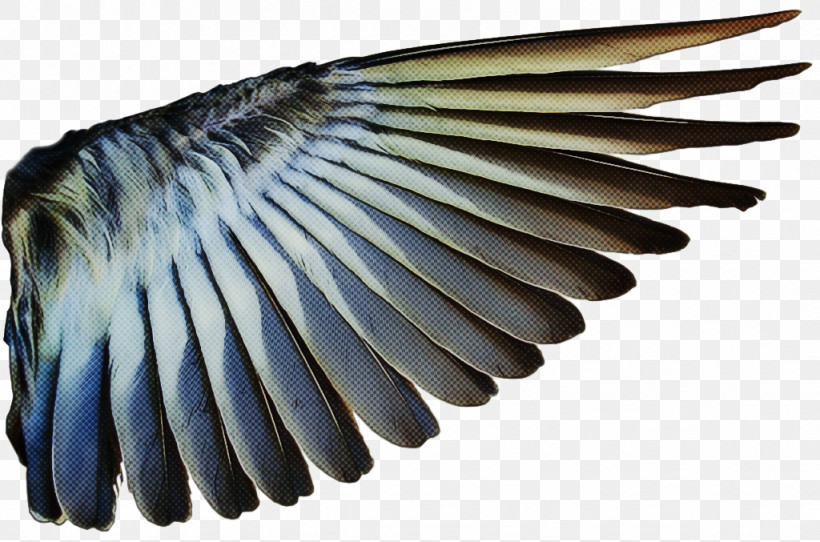 Feather, PNG, 1024x677px, Feather, Bird, Safety Glove, Tail, Wing Download Free