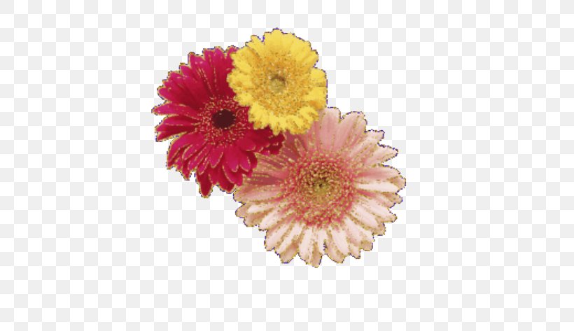 Flower Gerbera Jamesonii Chrysanthemum, PNG, 706x473px, Flower, Chrysanthemum, Chrysanths, Ciceksepeticom, Color Download Free