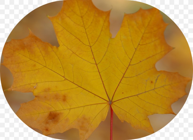 Maple Leaf, PNG, 1600x1159px, Maple Leaf, Leaf, Tree Download Free