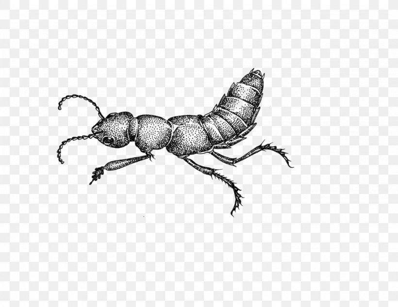 Ant Cartoon, PNG, 1024x791px, Ant, Art, Arthropod, Beetle, Beste Download Free