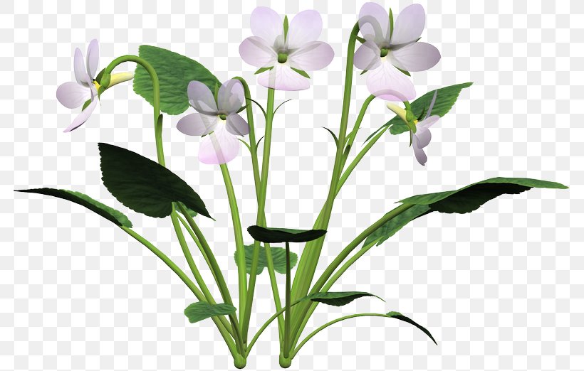 Cut Flowers Petal Plant Stem Violet, PNG, 784x522px, Cut Flowers, Flora, Flower, Flowering Plant, Herbaceous Plant Download Free