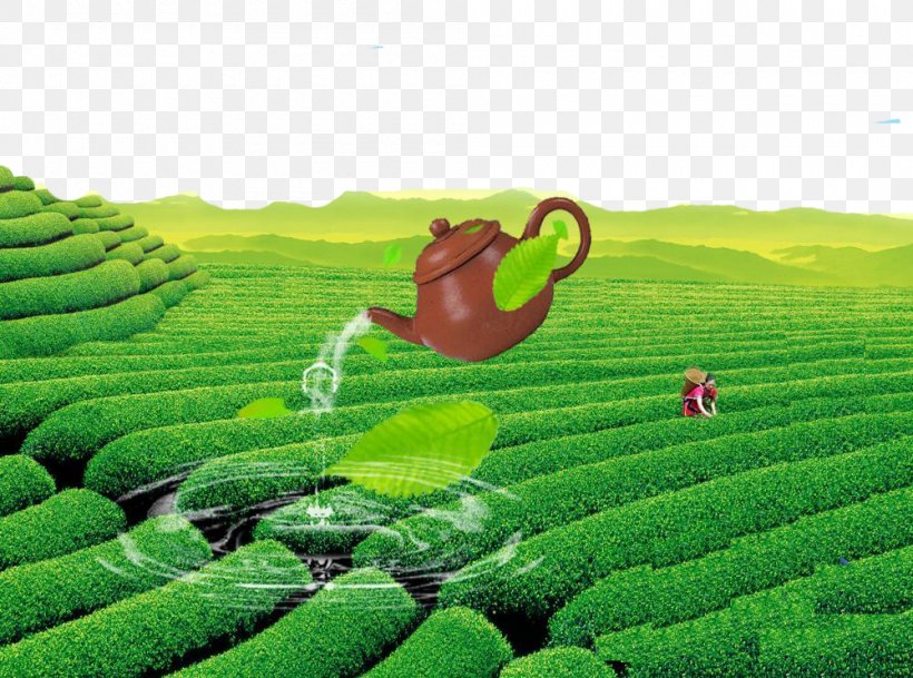 Green Tea Yum Cha Chinese Tea Kettle, PNG, 1000x743px, Tea, Agriculture, Chinas Famous Teas, Chinese Tea, Crop Download Free