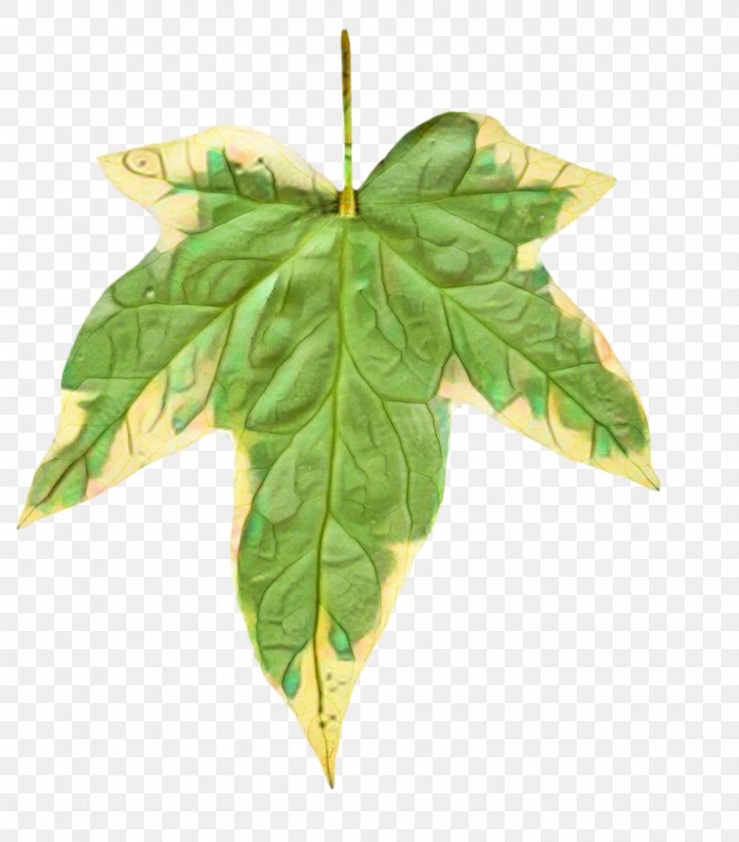 Leaf Painting Watercolor Painting Common Ivy, PNG, 837x954px, Leaf, Art, Black Maple, Boston Ivy, Common Ivy Download Free