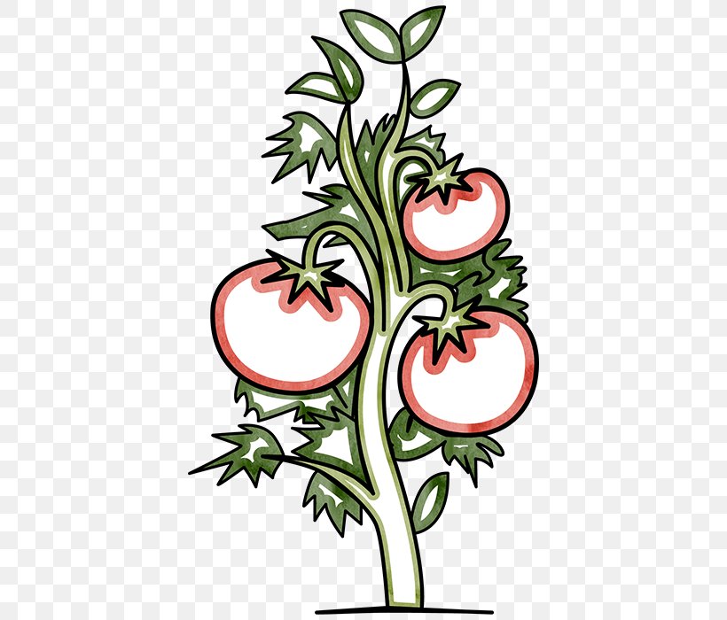 Tomato Floral Design Plant Cut Flowers, PNG, 700x700px, Tomato, Artwork, Cut Flowers, Flora, Floral Design Download Free