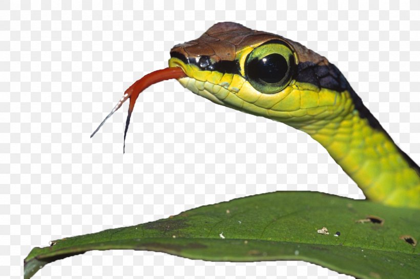 Venomous Snake Smooth Green Snake Anapsid Amphibian, PNG, 1396x930px, Snake, Amphibian, Anapsid, Animal, Drawing Download Free