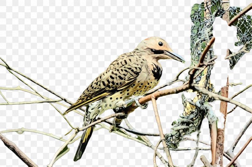 Bird Beak Northern Flicker Wildlife Adaptation, PNG, 2448x1632px, Watercolor, Adaptation, Beak, Bird, Cuckoo Download Free