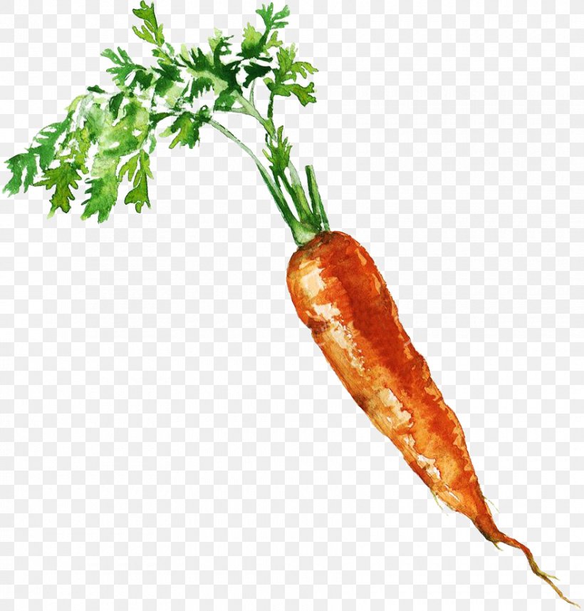Carrot Royalty-free Photography Clip Art, PNG, 880x920px, Carrot, Daucus Carota, Drawing, Food, Ingredient Download Free