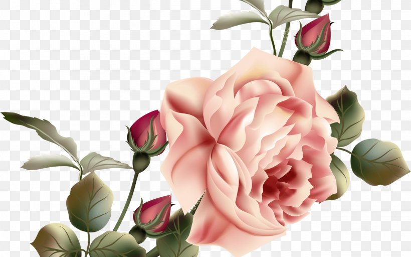 Garden Roses Cabbage Rose Flower Floral Design, PNG, 1368x855px, Garden Roses, Artificial Flower, Blossom, Blume, Cabbage Rose Download Free