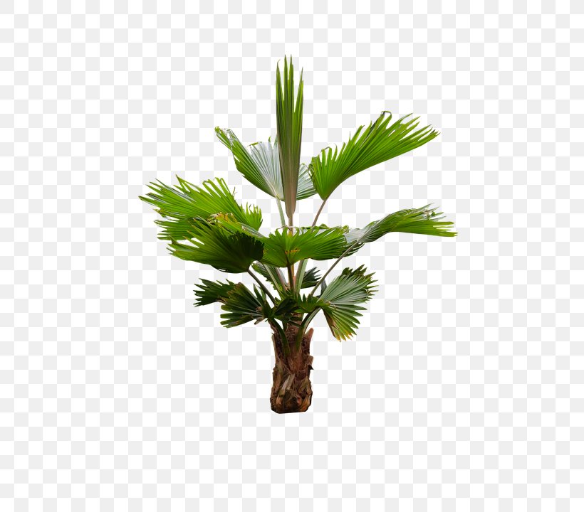 Asian Palmyra Palm Arecaceae Oil Palms Coconut, PNG, 540x720px, Asian Palmyra Palm, Arecaceae, Arecales, Borassus, Borassus Flabellifer Download Free