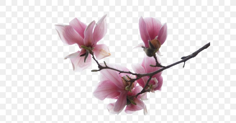 Cherry Blossom Background, PNG, 640x427px, Magnolia, Blossom, Branch, Cherry Blossom, Chinese Magnolia Download Free