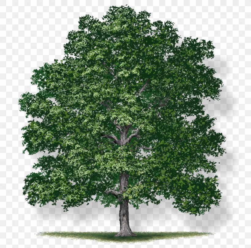 Red Maple Leaf, PNG, 1080x1069px, White Oak, Acorn, Bur Oak, California Live Oak, Californian White Oak Download Free