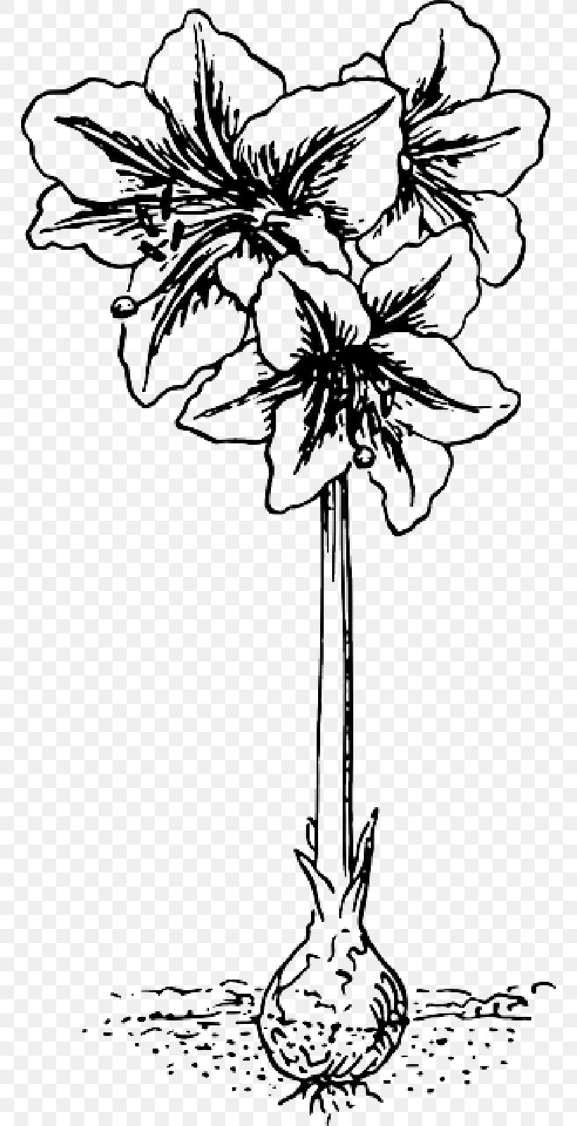Tattoo Clip Art Vector Graphics Jersey Lily Illustration, PNG, 800x1600px, Tattoo Clip Art, Amaryllis, Blackandwhite, Botany, Cut Flowers Download Free