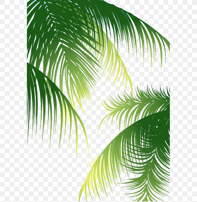 Coconut Arecaceae Euclidean Vector, PNG, 598x844px, Coconut Water, Arecaceae, Arecales, Coconut, Leaf Download Free
