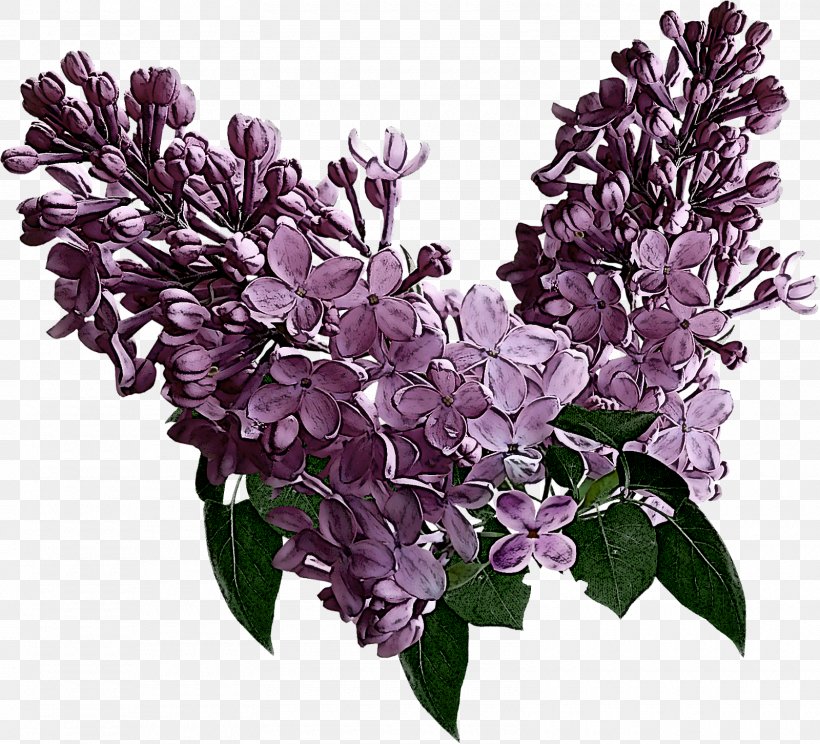 Flower Lilac Lilac Plant Purple, PNG, 1600x1452px, Flower, Branch, Cut Flowers, Lilac, Plant Download Free