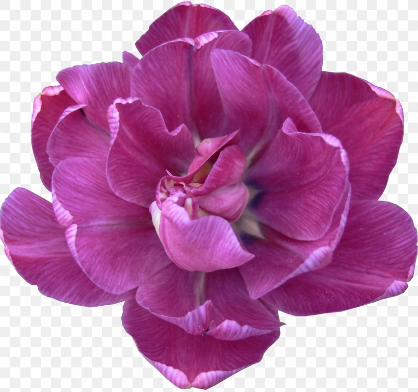 Flower Tulip Lilac Peony Violet, PNG, 2061x1932px, Flower, Black Tulip, Color, Cut Flowers, Flowering Plant Download Free
