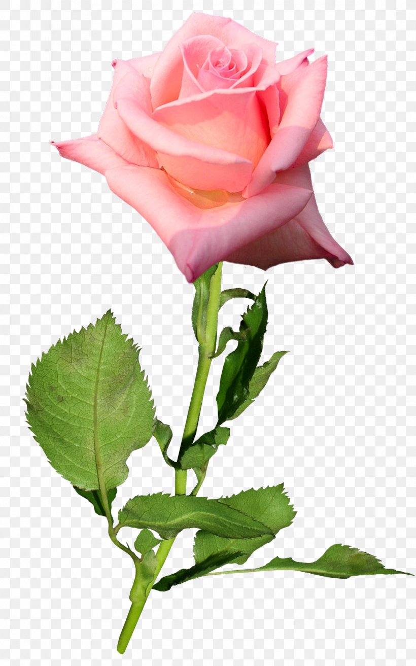 Garden Roses Flower Hybrid Tea Rose Bud, PNG, 1187x1901px, Garden Roses, Blue Rose, Bud, China Rose, Cut Flowers Download Free