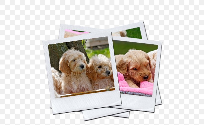 Goldendoodle Cockapoo Puppy Labradoodle Dog Breed, PNG, 508x504px, Goldendoodle, Aretus, Box, Breed, Carnivoran Download Free