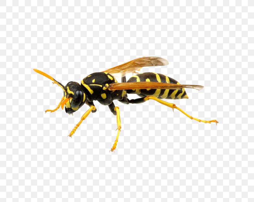Hornet Bee German Wasp Pest Control, PNG, 653x653px, Hornet, Arthropod, Bee, Fly, German Wasp Download Free