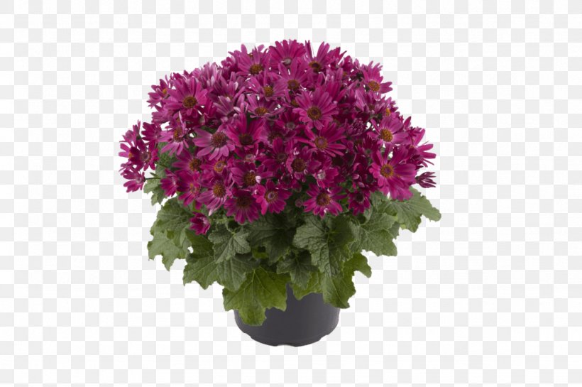 Pericallis × Hybrida Cineraria Ragworts Flowerpot, PNG, 1024x681px, Cineraria, Annual Plant, Chrysanths, Cornales, Cut Flowers Download Free