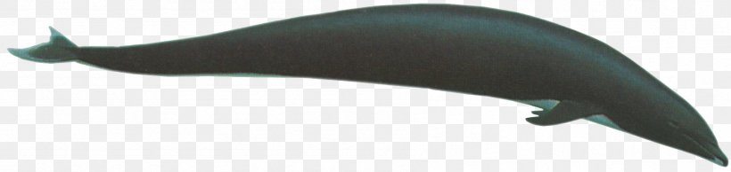 Porpoise Car Cetacea Whale Dolphin, PNG, 1794x426px, Porpoise, Animal Figure, Auto Part, Car, Cetacea Download Free