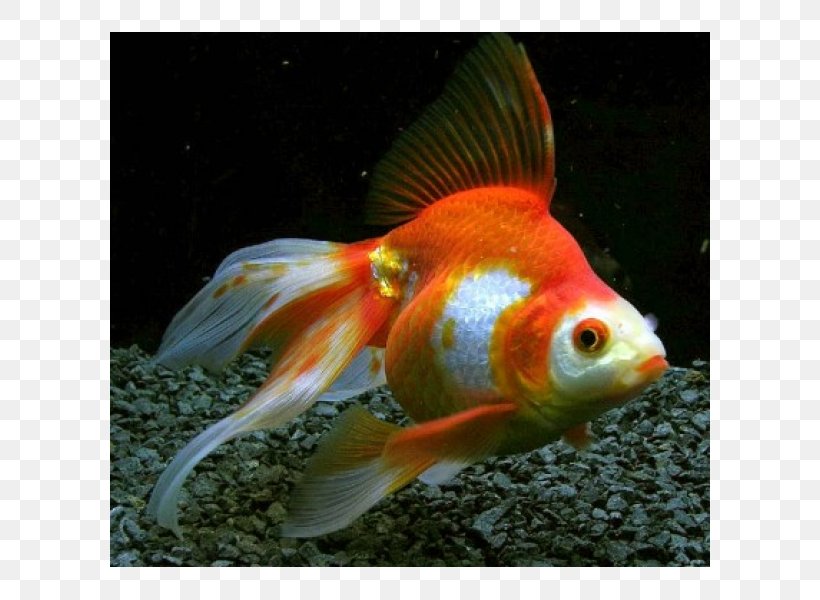 Ryukin Veiltail Common Goldfish Shubunkin Oranda, PNG, 600x600px, Ryukin, Aquarium, Aquariums, Bony Fish, Carassius Download Free