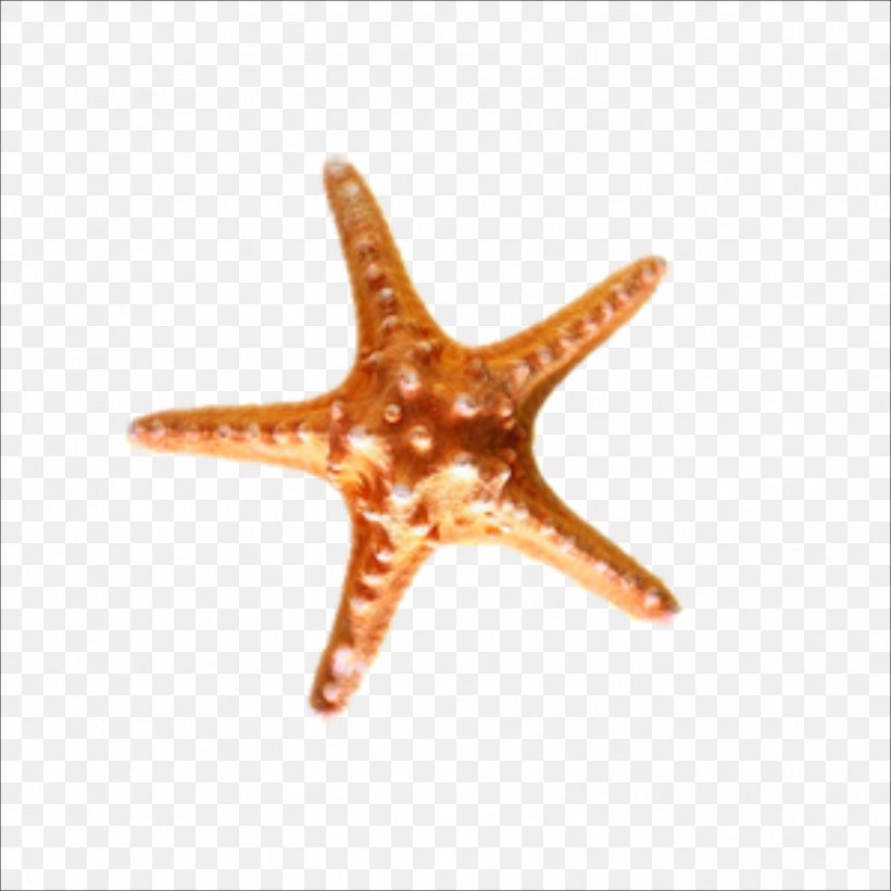 Sea Snail Starfish Seashell, PNG, 1773x1773px, Sea, Animal, Echinoderm, Fish, Invertebrate Download Free