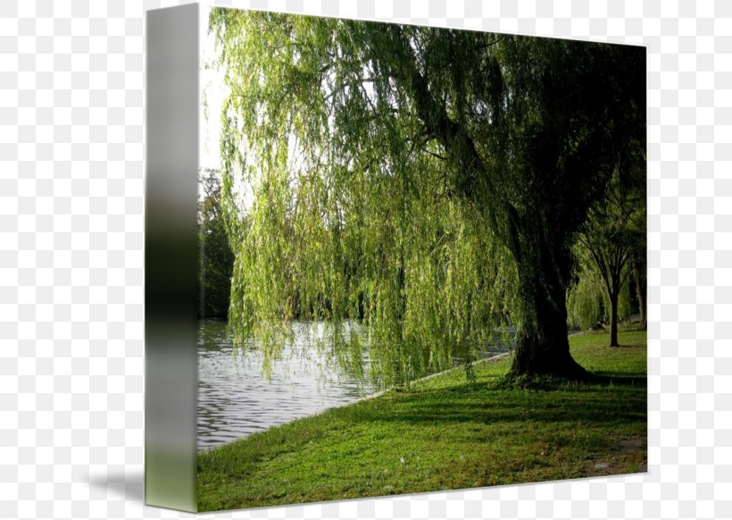 Bayou Swamp Gallery Wrap Weeping Willow Canvas, PNG, 650x582px, Bayou, Art, Bank, Canvas, Gallery Wrap Download Free
