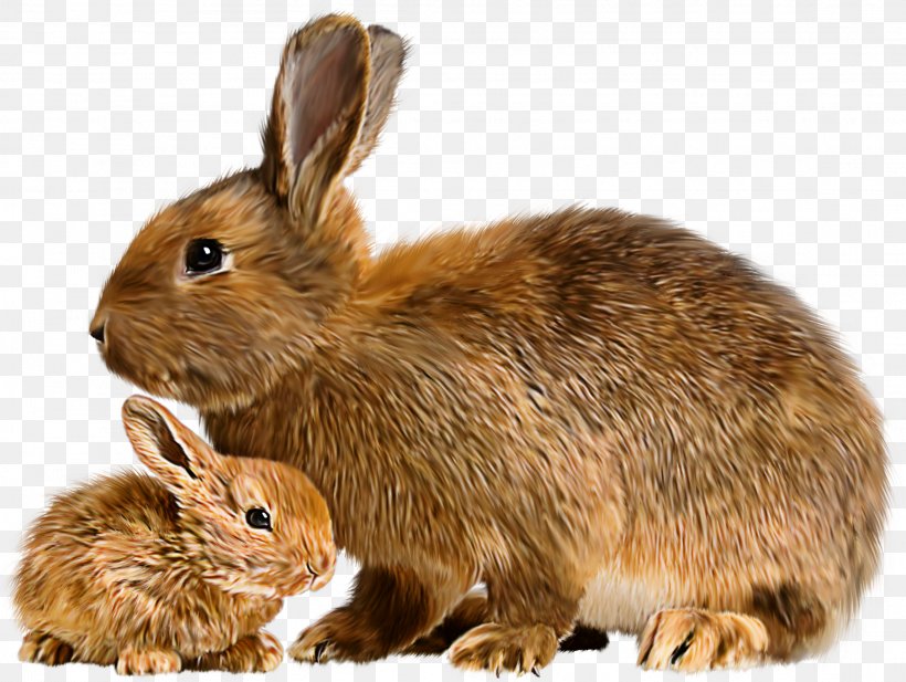 Hare Mother Rabbit Baby Bunnies Flemish Giant Rabbit, PNG, 2289x1725px, Hare, Baby Bunnies, Child, Domestic Animal, Domestic Rabbit Download Free