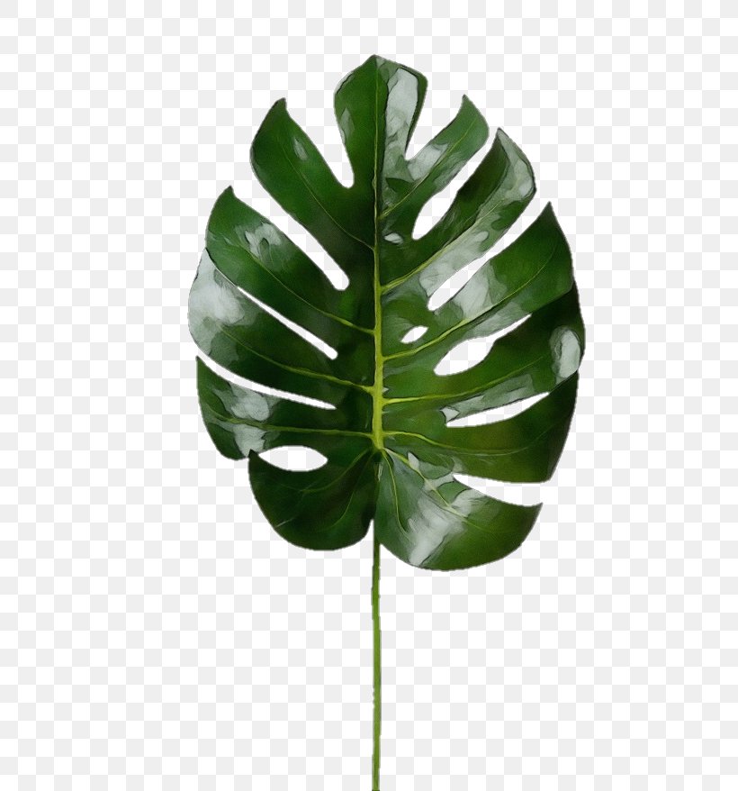 Leaf Green Monstera Deliciosa Plant Flower, PNG, 736x878px, Watercolor, Anthurium, Arum Family, Flower, Green Download Free