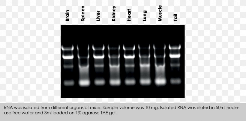 RNA Extraction Gel Electrophoresis Buffer Solution, PNG, 1083x536px, Rna Extraction, Black And White, Brand, Buffer Solution, Distortion Download Free