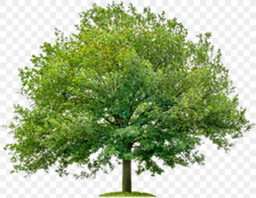 Tree Maple Stock Photography English Oak Ulmus Minor, PNG, 900x695px, Tree, American Elm, Bark, Beech, Branch Download Free