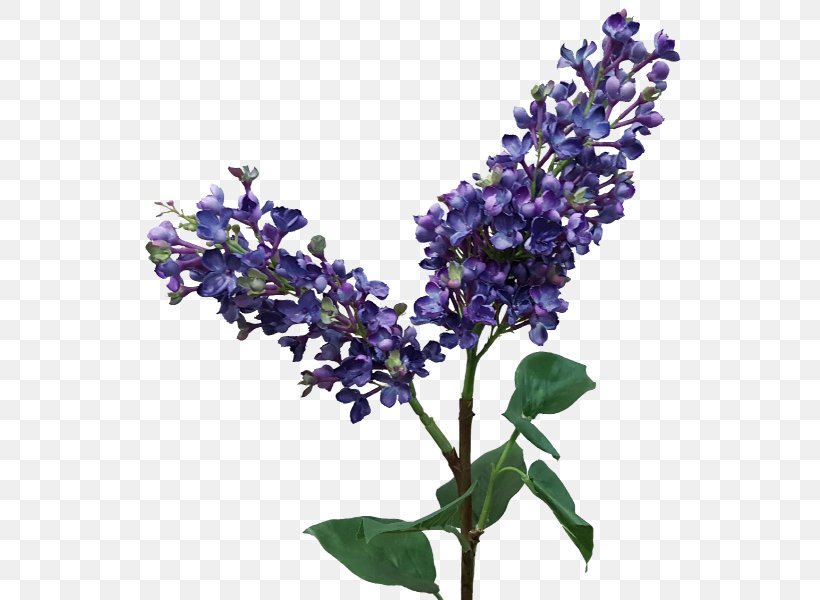 English Lavender Lilac Cut Flowers Common Sage, PNG, 800x600px, English Lavender, Branch, Common Sage, Cut Flowers, Flower Download Free