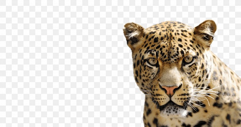 National Geographic Kids Cheetah Felidae African Leopard, PNG, 1920x1015px, National Geographic, African Leopard, Big Cat, Big Cats, Carnivoran Download Free