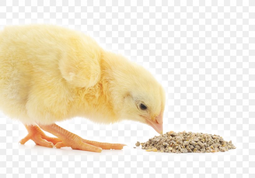 Broiler Chicken Animal Feed Additives Poultry Feed, PNG, 1044x732px, Broiler, Agriculture, Animal Feed, Animal Husbandry, Beak Download Free