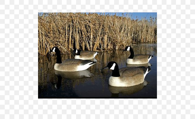 Duck Canada Goose Decoy Waterfowl Hunting, PNG, 500x500px, Duck, Bigfoot, Bird, Canada Goose, Decoy Download Free