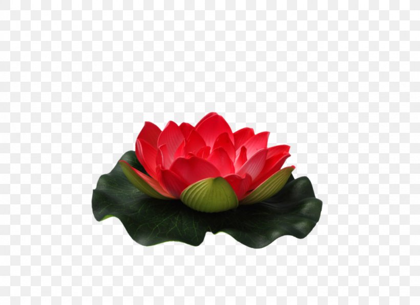 Flower Nelumbo Nucifera Clip Art, PNG, 1024x746px, Flower, Color, Flower Bouquet, Flowering Plant, Information Download Free