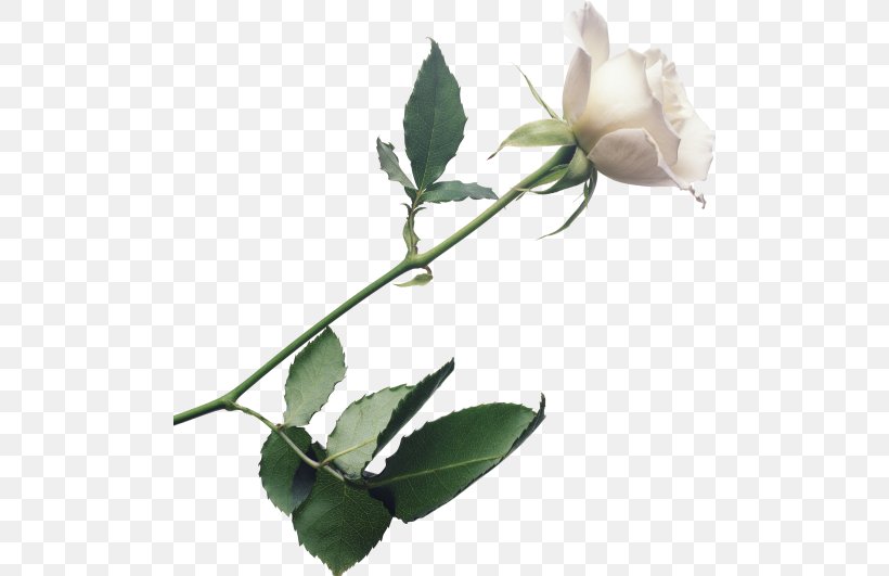 Rose Flower White, PNG, 500x531px, Rose, Branch, Bud, Color, Flower Download Free
