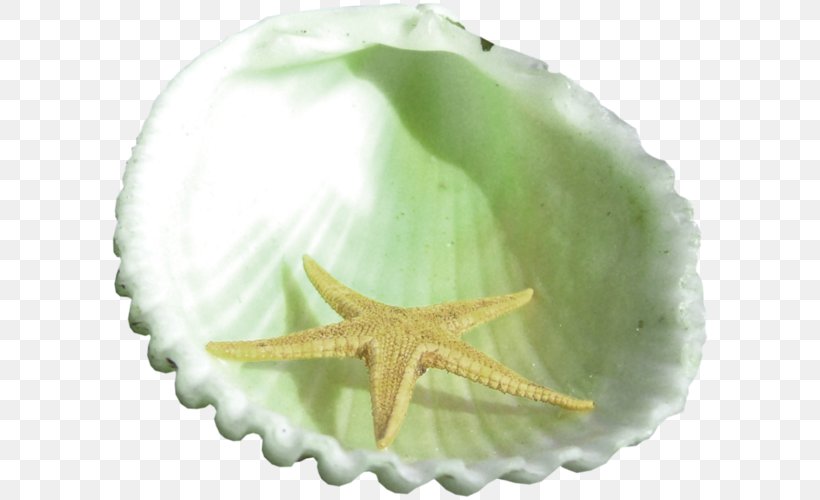 Starfish Mollusc Shell Seashell Photography, PNG, 600x500px, Starfish, Drawing, Echinoderm, Image File Formats, Mollusc Shell Download Free