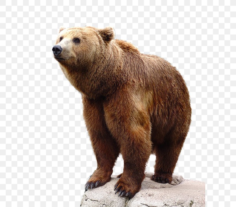 Brown Bear, PNG, 607x720px, Bear, Brown Bear, Carnivora, Carnivoran, Fur Download Free