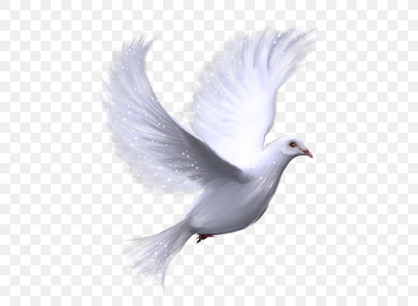 Columbidae Doves As Symbols Domestic Pigeon Clip Art, PNG, 600x600px, Columbidae, Beak, Bird, Domestic Pigeon, Doves As Symbols Download Free